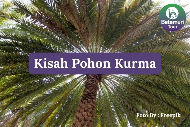 Kisah Pohon Kurma